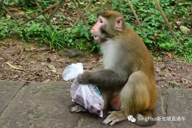 新加坡的野生动物也太不好惹了吧