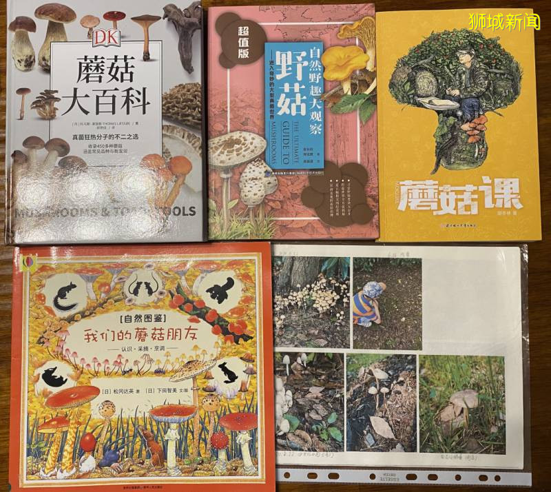 新加坡大雨一直下,媽媽這個是啥蘑菇?能吃嗎?額