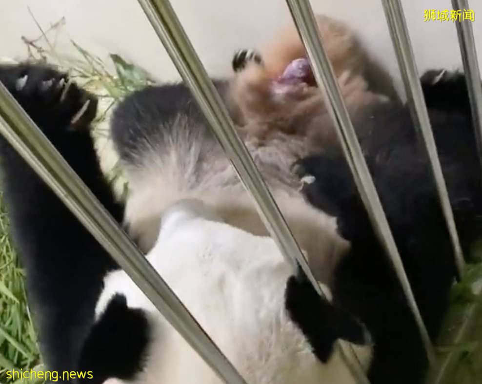 没有游客后，中国大熊猫在新加坡成功生崽！李显龙发文祝贺