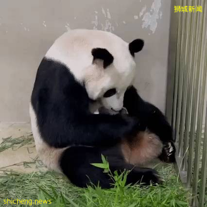 实拍！新加坡网红小熊猫长大啦：翻身失败、和妈妈玩捉迷藏