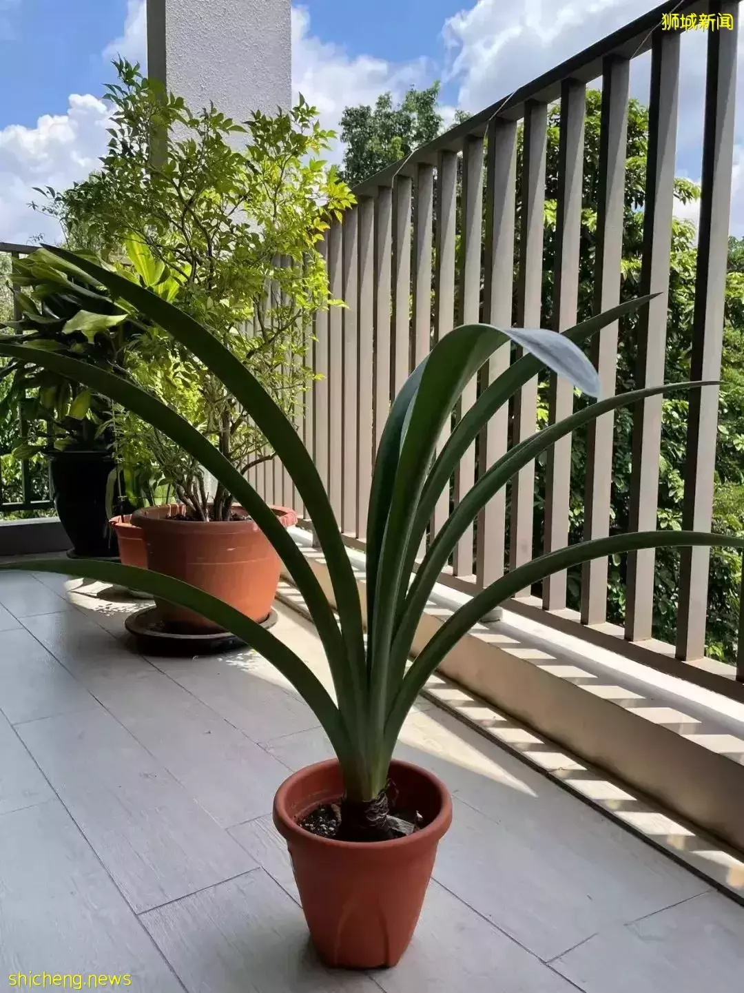 鮮花在熱帶也能養1個月？資深花友新加坡買花、養護大揭秘