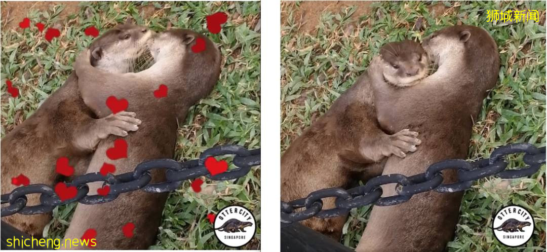 國大校園驚現水獺家族！背後竟有一段浪漫愛情故事