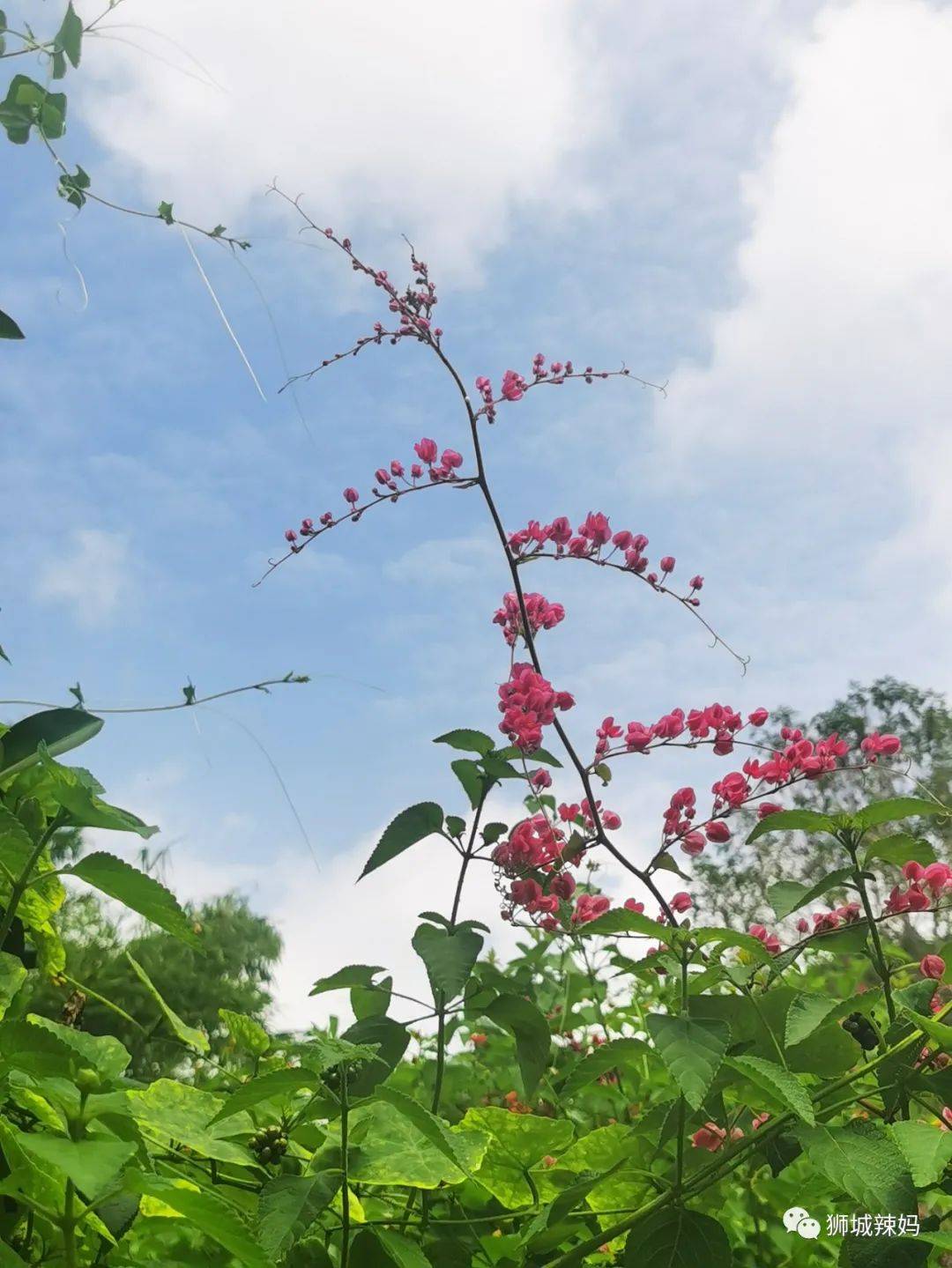 新加坡最好玩的海灘公園!趕海、騎馬、劃艇、樹籬迷宮、燒烤露營,超適合家庭出遊