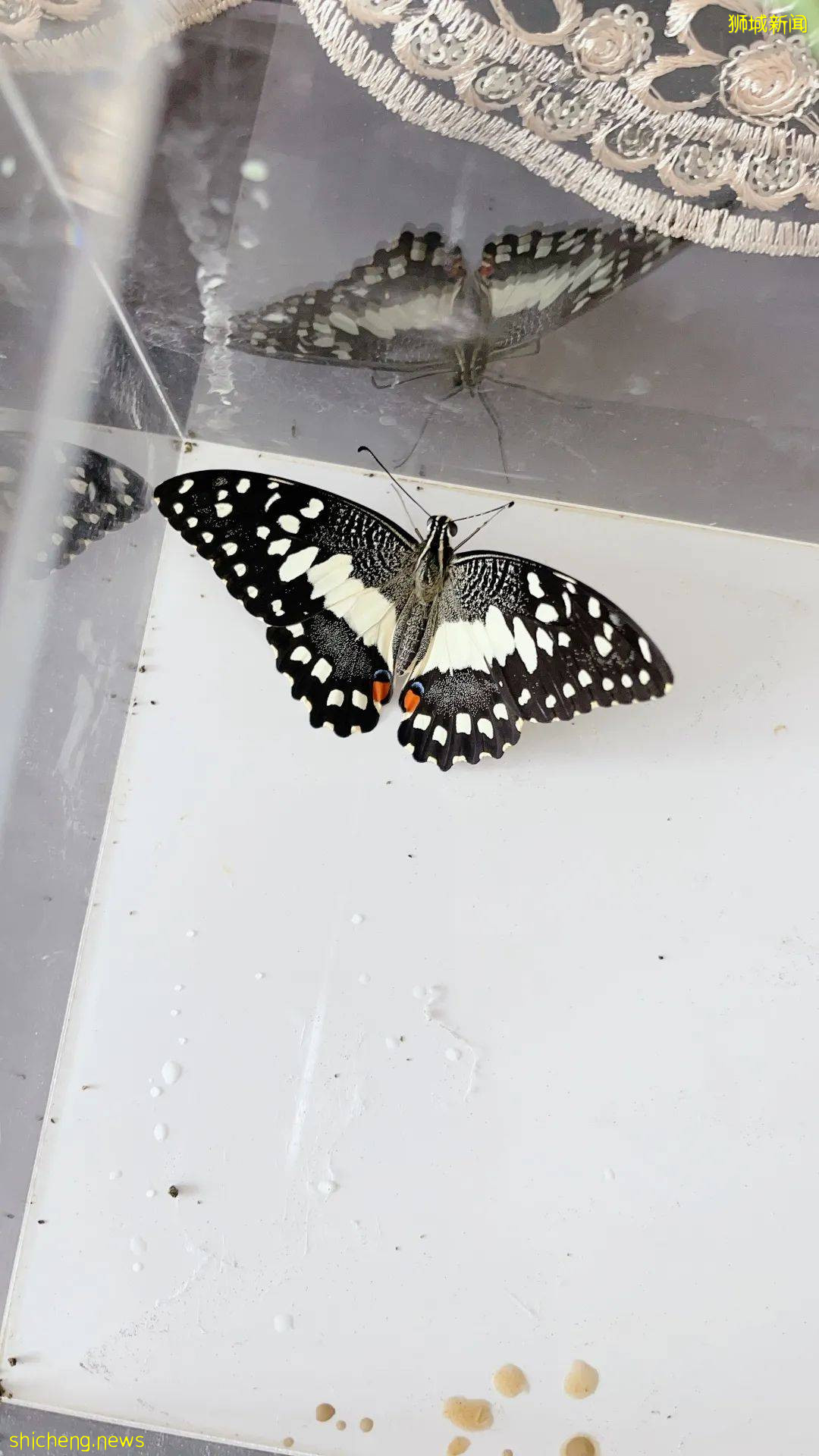 別人家養貓養狗當寵物,我兒子卻喜歡在新加坡養毛毛蟲