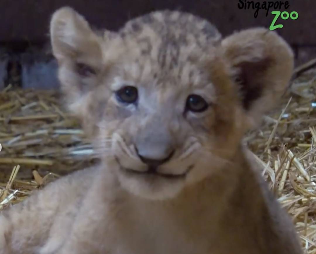 激萌！“獅子王”出生在新加坡動物園！網友：好想擁有一只