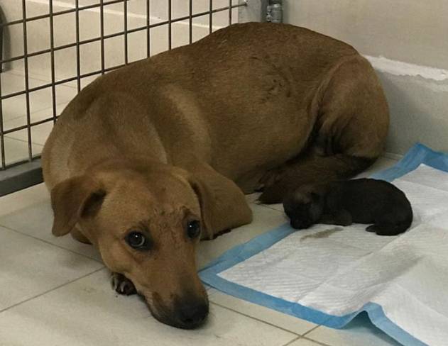 这只流浪狗母亲在等著9只狗宝宝，请大家将它送回到母亲身边吧