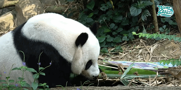 小坡島種草機!春遊野餐正當時,讓大自然治愈你