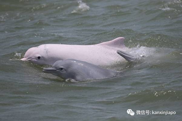 濒临绝种的粉红色海豚,现身新加坡南部海域