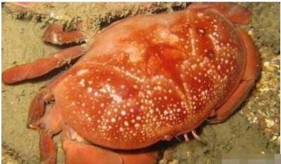 新加坡热心网友解救30多只剧毒螃蟹,认识下这些“毒物”