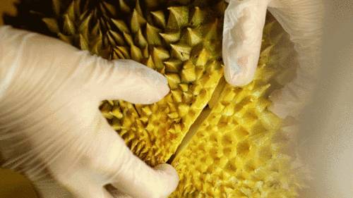 滞销的猫山王榴梿在新加坡正贱卖,可一到中国成贵族