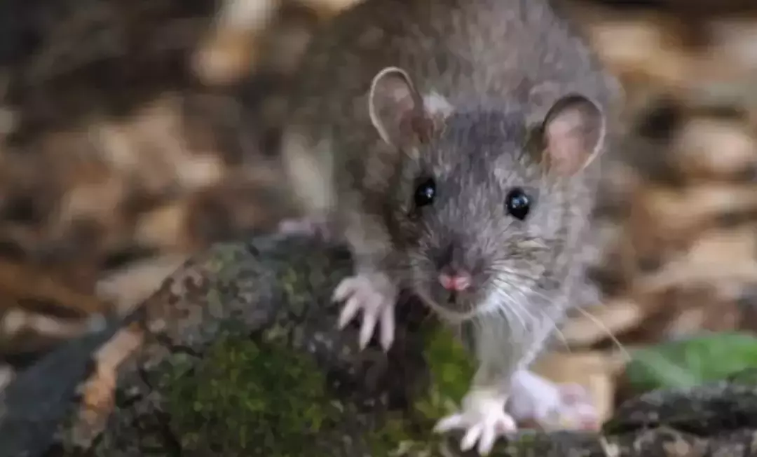 突发一波新政!这类人入境新加坡免隔离、免检测!日增或即将破万,医院又禁探访