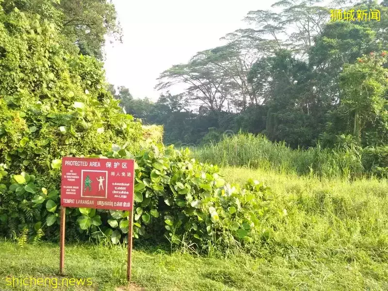 “数十亿人或排队要来新加坡,但是……”李显龙总理最新讲话,透露重要信息