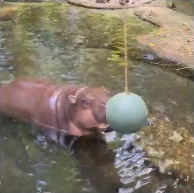 为了火,玩命了!新加坡小伙为拍短视频跳进犀牛圈里