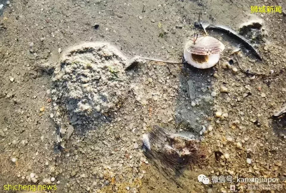 去樟宜海滩赶海吧,那里有最美的日出和从未见过的海洋生物