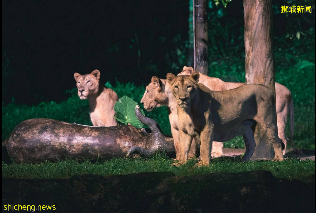 走遍世界 狮城的独特魅力 新加坡
