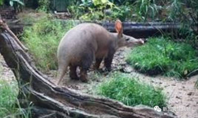 新成員來到！新加坡夜間動物園迎來了第一頭土豚和三只眼鏡鸮