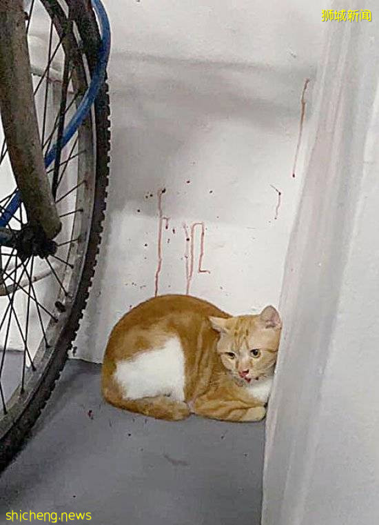 是谁打到它流血？虐猫者 引公愤