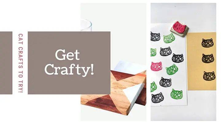 新加坡猫咪嘉年华即将开幕