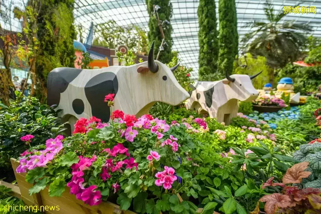 滨海湾花园花穹和云雾林双展览!绣球花+哥斯达黎加胡姬花限时展出,要看要快啊~💐