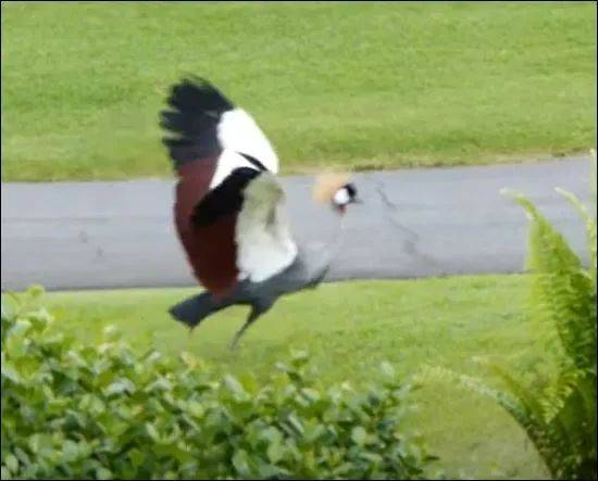 第一次在新加坡见到这种动物！99%的人不会读它的名字