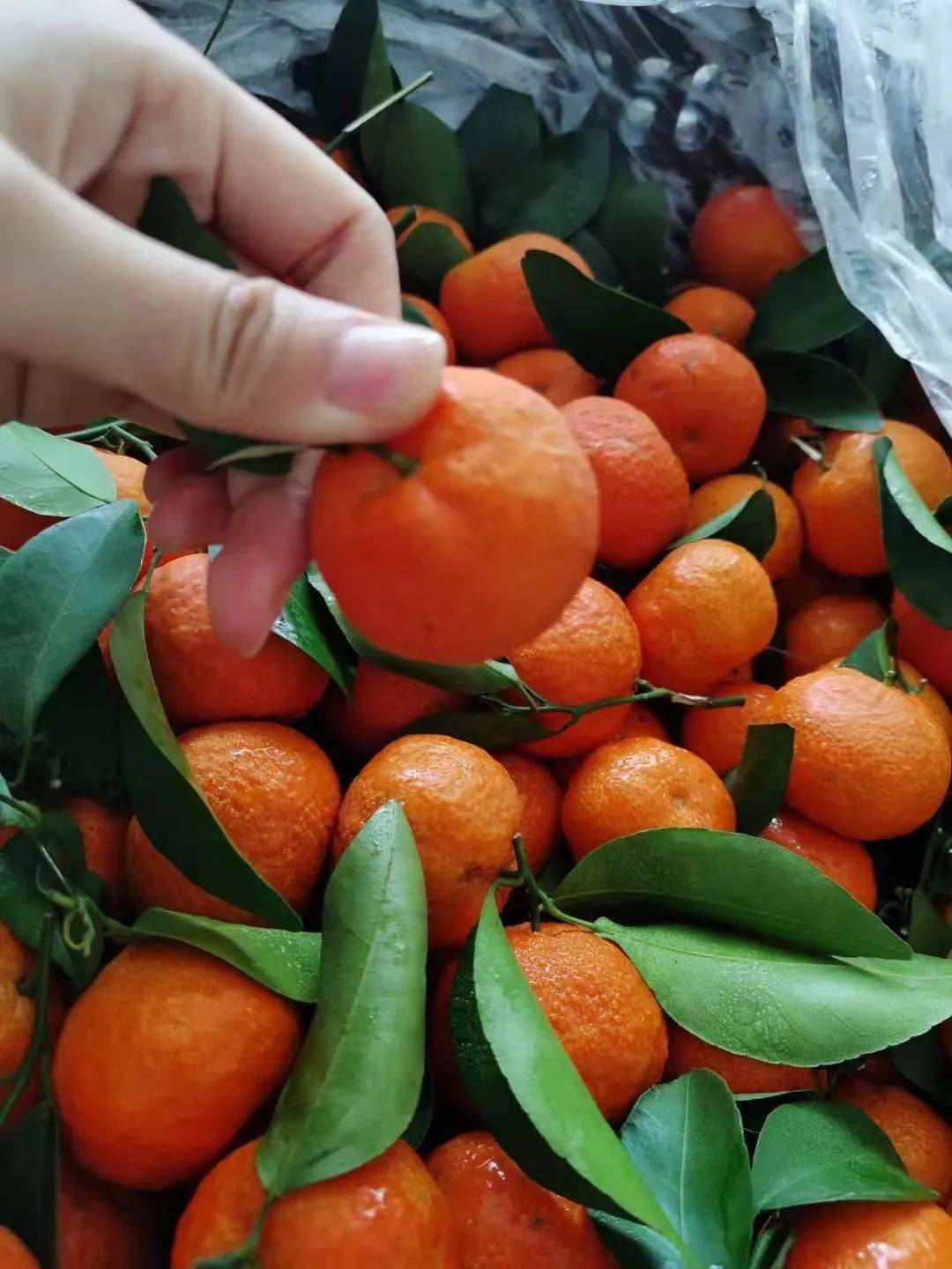 21號新貨到！！！貴妃芒，甯夏菜心，雪裏紅，新鮮百合，新鮮春筍….全國各地新鮮果蔬盡在獅城生鮮直購