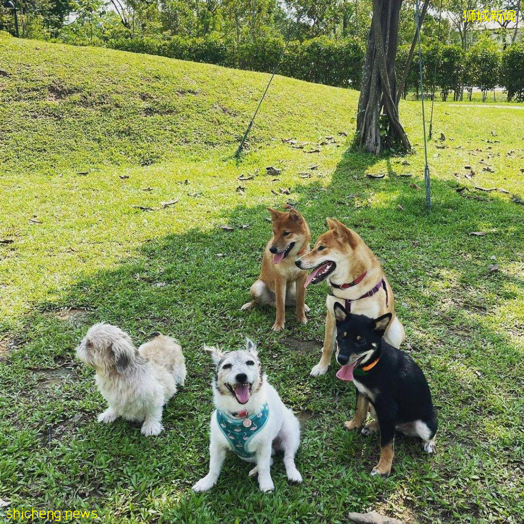 小狗也要出外透透气!精选新加坡8个遛狗公园🐕在Dog Run里快乐奔跑、尽情撒野🐾