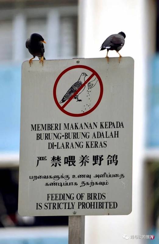 生态环境太好？乌节路鸟叫声振聋发聩，购物者不堪其扰