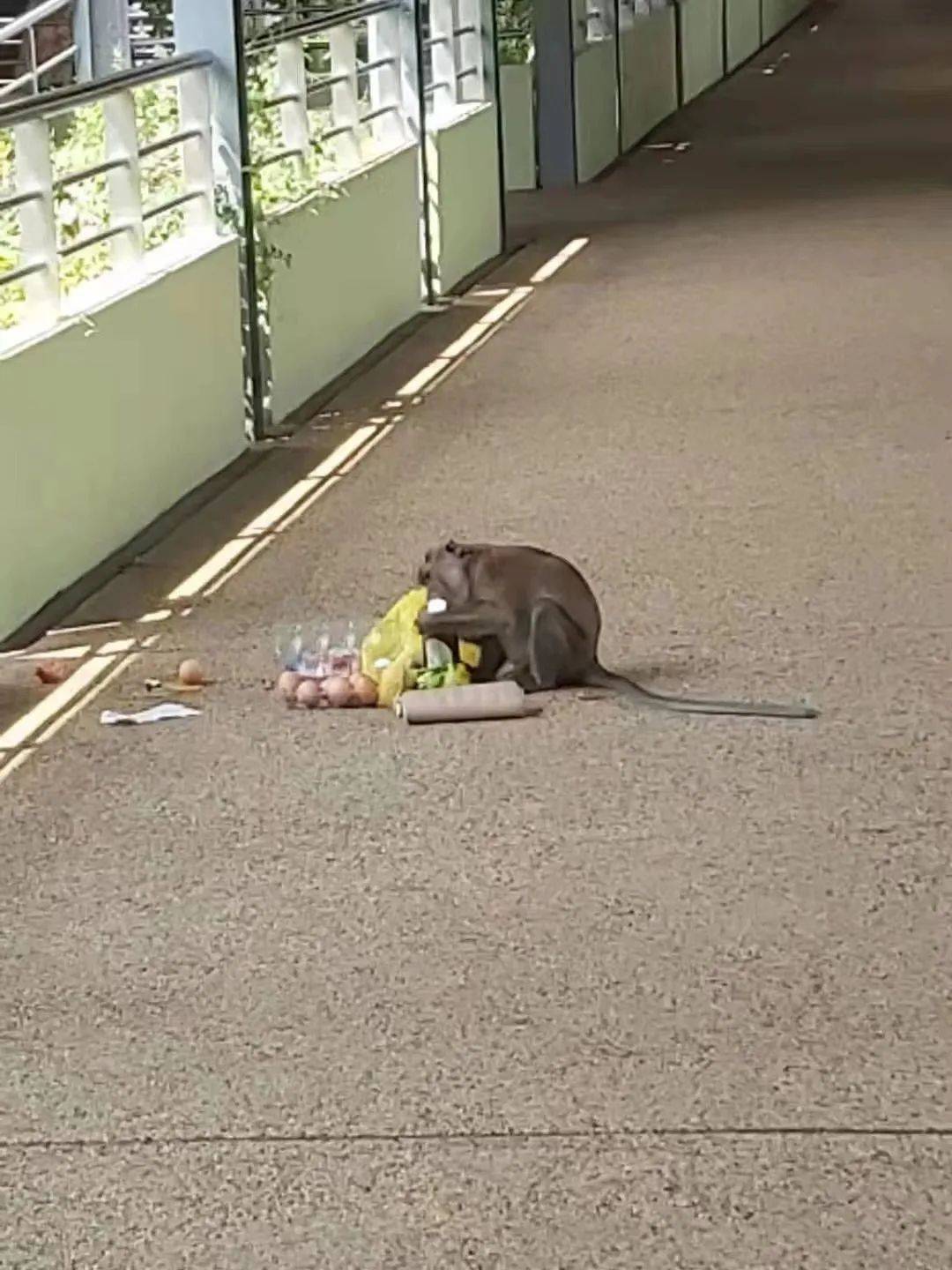 別在 NTU 餵豬了!新加坡的野生動物可不好惹