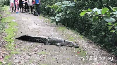 蜥蜴一打七！网友表示：“这是现实版的哥斯拉大战金刚！”