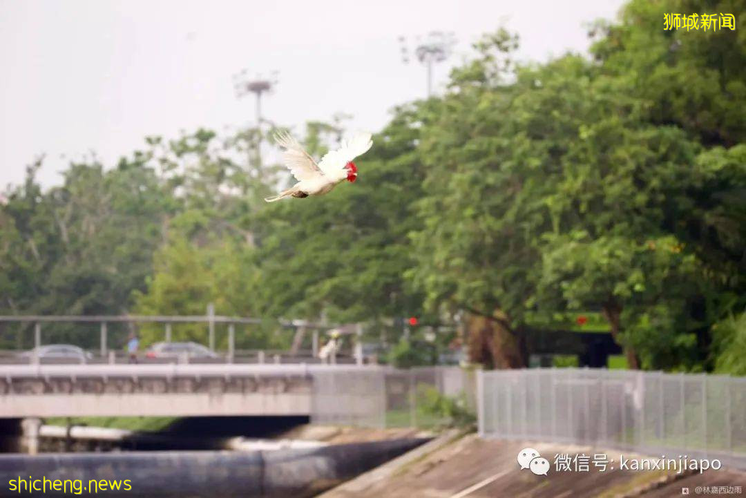 新加坡一白羽公鸡姿态优美飞过河,网友惊呼真“飞鸡”