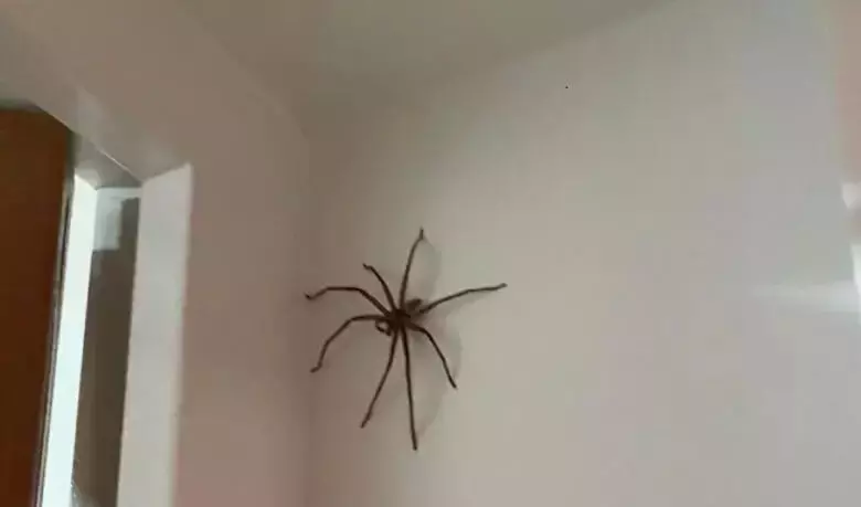 新加坡巨型蜘蛛现身吓死宝宝啦！网嘲：这才是如假包换的蜘蛛侠