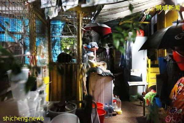 六旬婦養50只貓鳥 鼠蟻橫行 糞便滿地