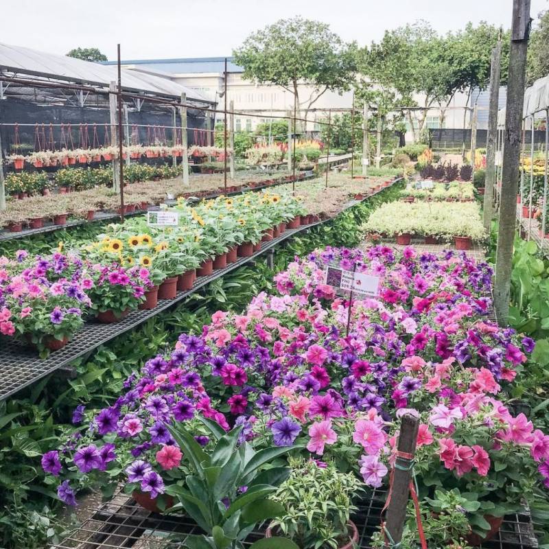 World Farm新加坡超大苗圃花市!绿植、盆栽、花卉都在这🌹 约会遛弯新去处
