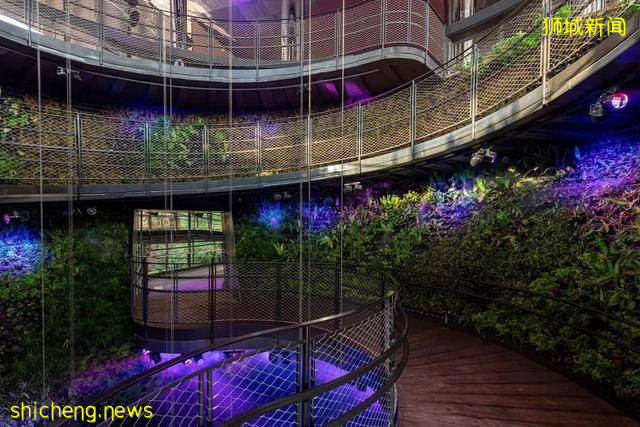 迪拜世博会新加坡展馆：自然之城，展示自然、培育、未来 