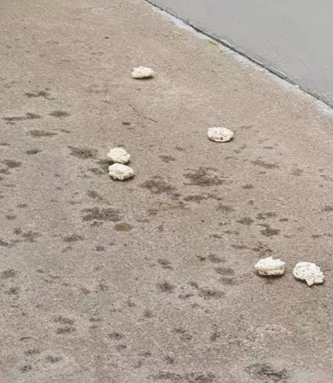 Aljunied社區一些居民從窗戶亂丟垃圾,這也太