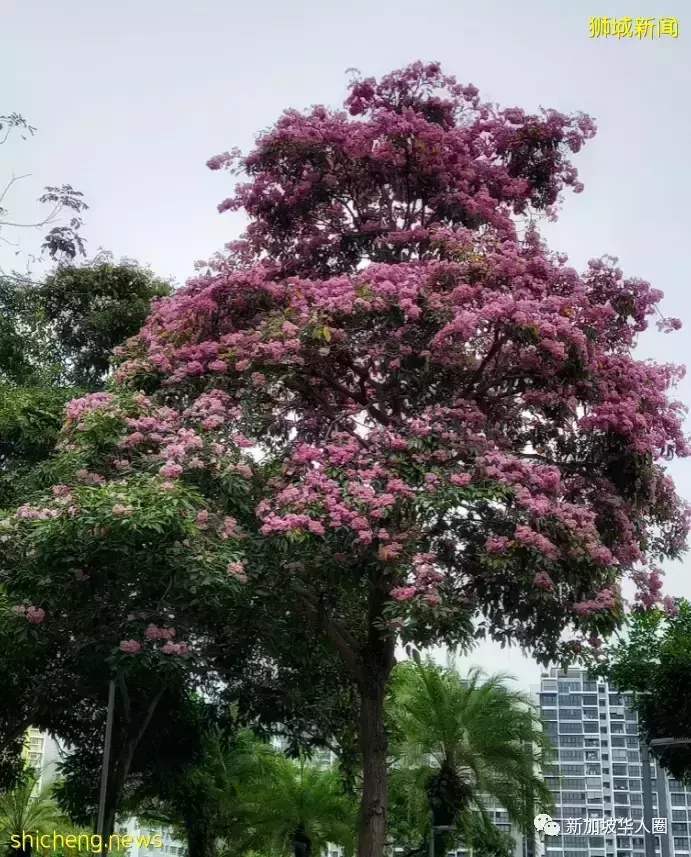 賞花季到啦！全島各地重現“新加坡櫻花”景象！還去日本賞什麽櫻花