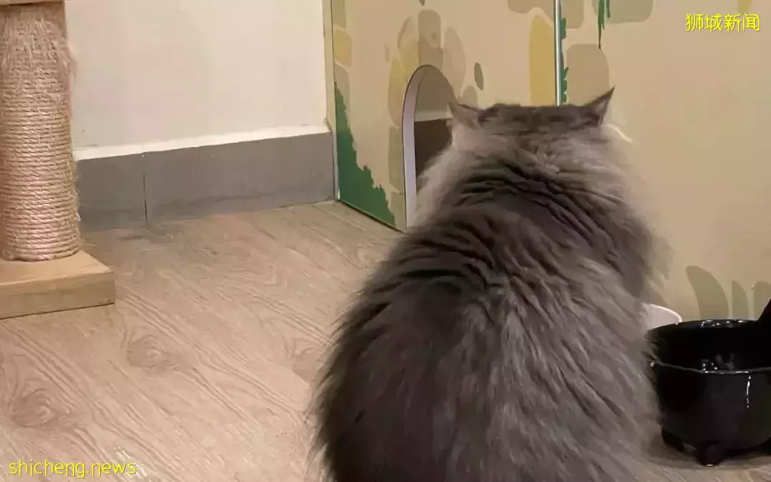 聊天、喝咖啡、撸貓……新加坡愛寵人士聚會好去處,軟萌貓咪等你來