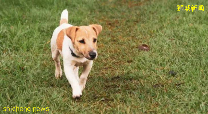 新加坡男子免费领养狗狗之后1000元卖掉，被罚3000元