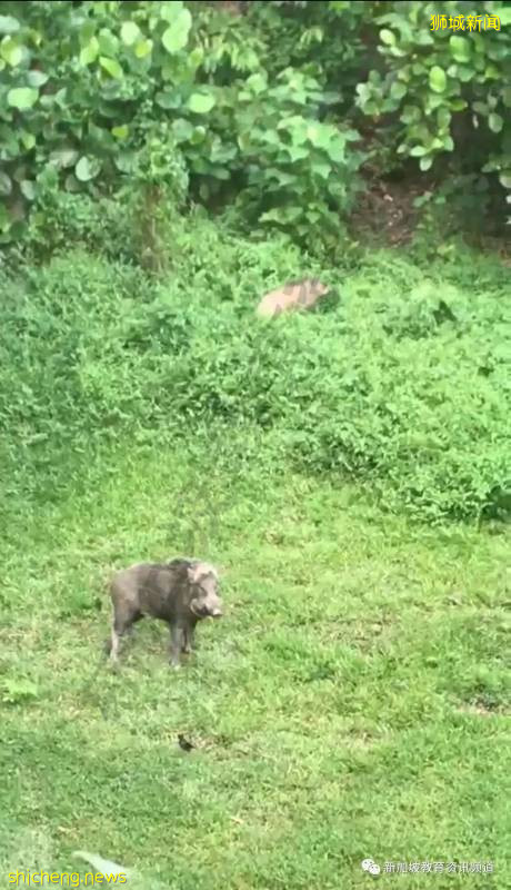 留學在外，也有家的溫暖 ——新加坡南洋理工大學（NTU）宿舍介紹