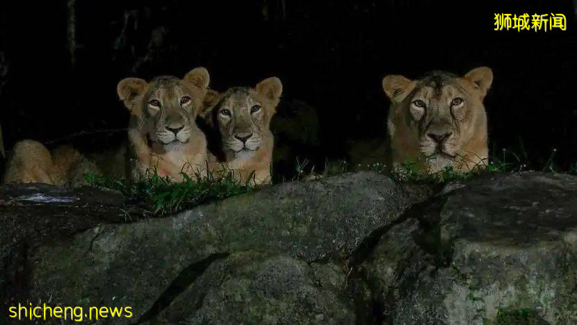 5 只狮子测试呈阳性后，我们需要了解的信息