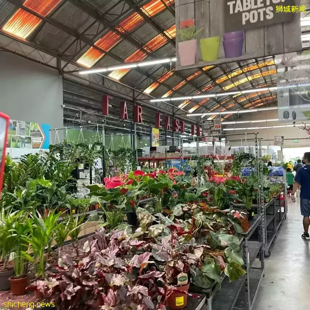 鮮花在熱帶也能養1個月？資深花友新加坡買花、養護大揭秘