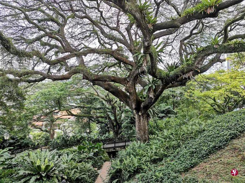 新加坡是花園城市，但你可知道承載最多集體回憶的“五棵樹下”在哪裏