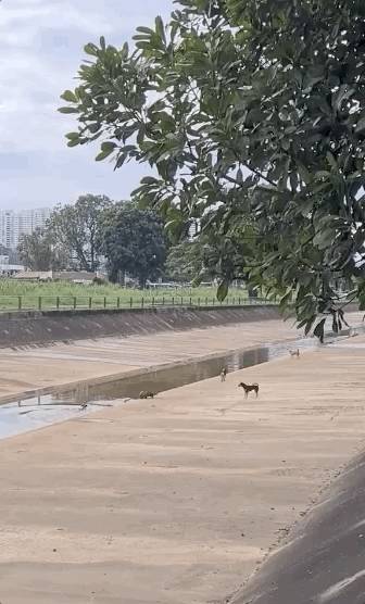 新加坡水獭再次发生斗殴事件!这次它们的对手是野狗帮