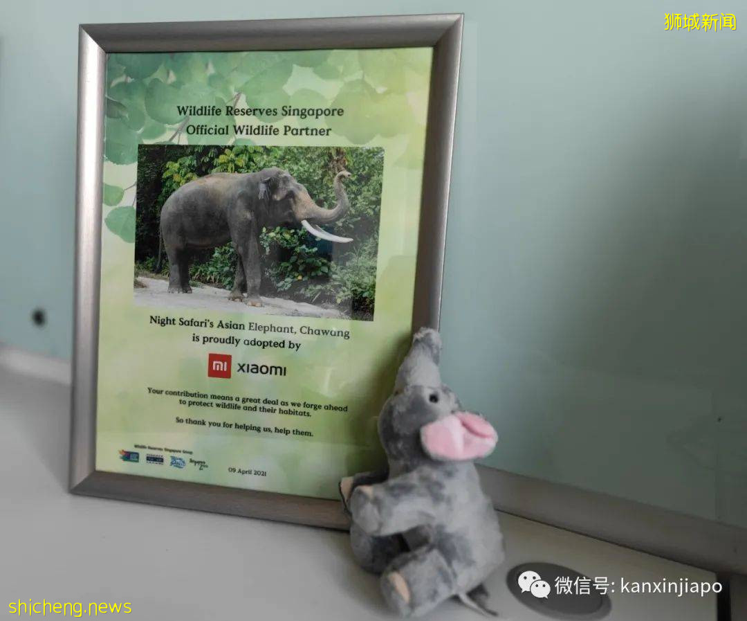 小米新加坡牵手Night Safari动物园网红大象,温情满满