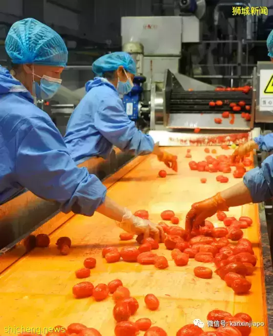 新加坡现在能吃到千里之外的番茄之王了,还免国际运费