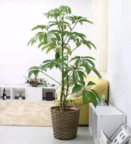 在新加坡哪裏買綠植最合適？走起來