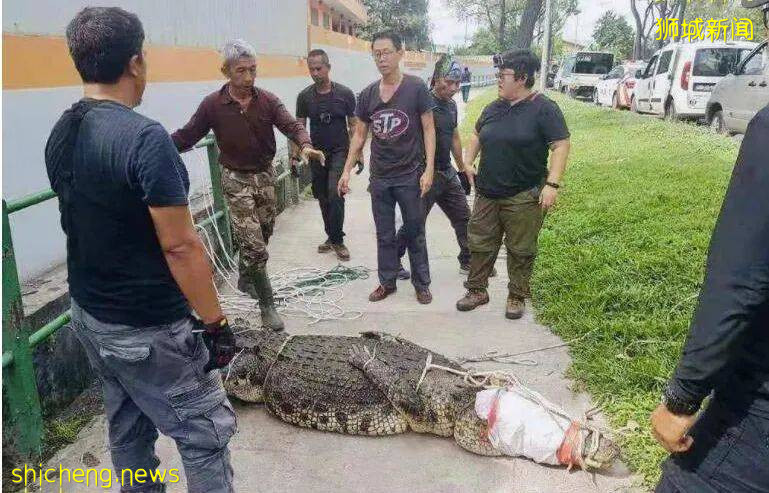 能让鳄鱼做噩梦的地方是新加坡，见孩子咳嗽鳄鱼吓得浑身颤抖