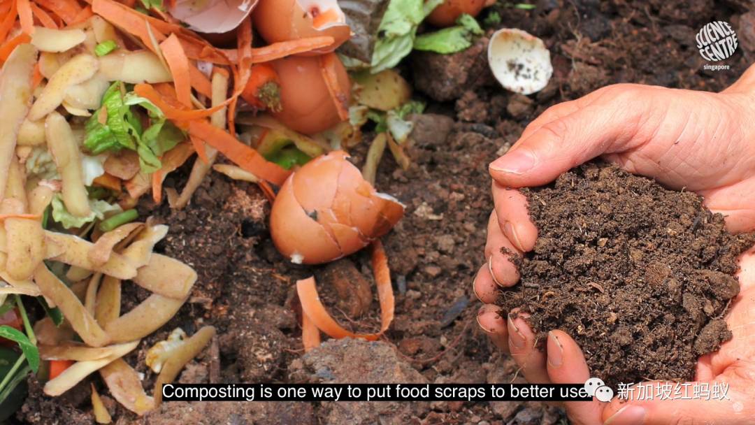 新加坡推广全民种菜，总理还在地球日教大家自制堆肥