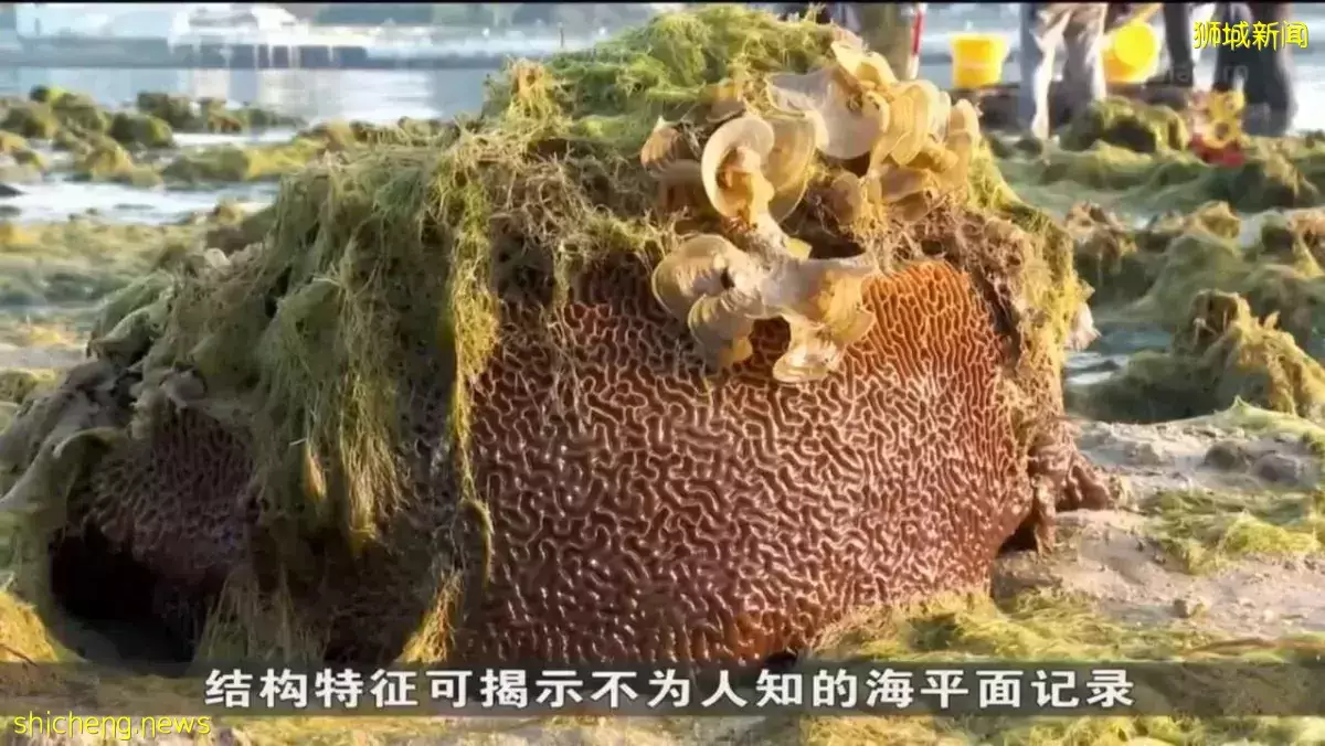 环境专家在圣淘沙岛发现隐藏在水底的珊瑚群