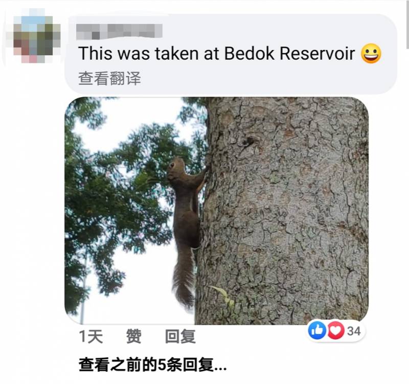 李顯龍總理發了這張小動物照片，竟引來無數人自曝